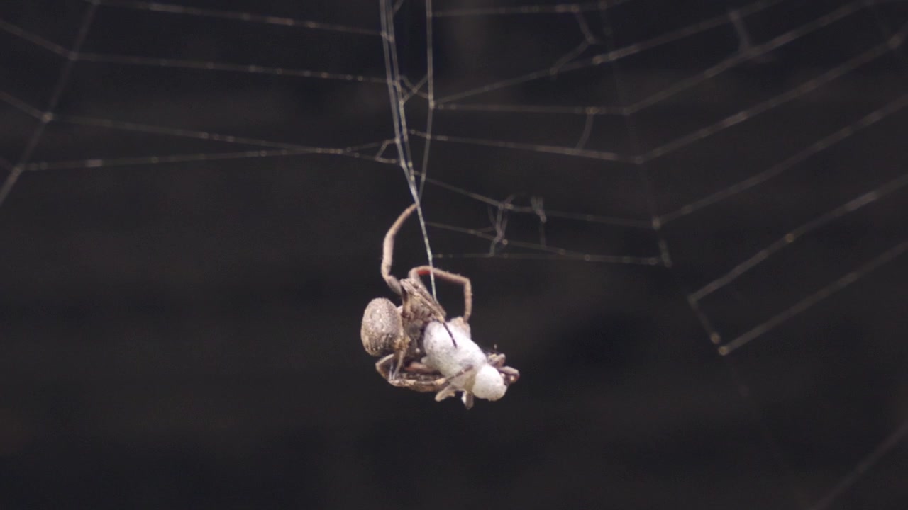 Araña tejedora de orbe manchada envolviendo a su presa en la telaraña en una toma macro de naturaleza en primer plano
