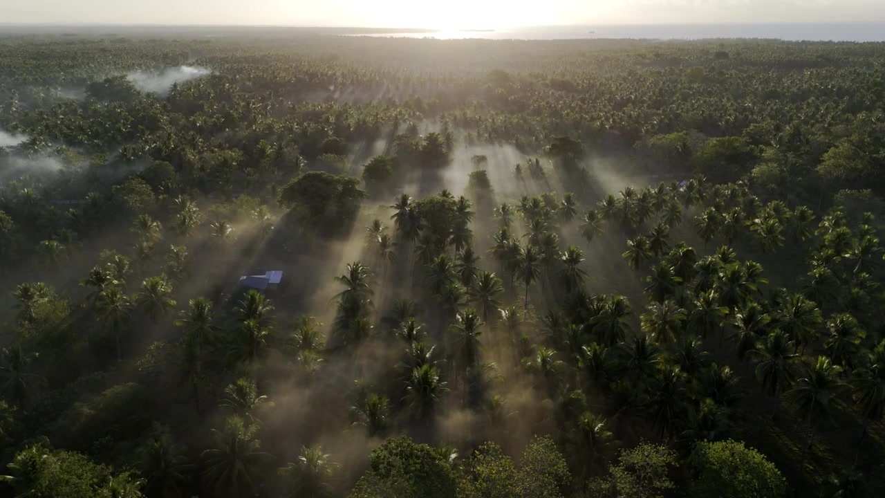 Aerial drone view of Coconut trees and long shadows emerging through morning fog in Brooke's Point