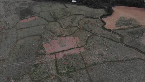 Top-down-view-of-grazing-cattle-at-countryside-of-Laos,-aerial