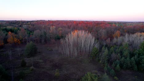 Bosque-De-Abedules-Amarillos-Con-Hojas-Desnudas-En-Otoño-Al-Atardecer-Vista-Aérea-Desde-Arriba