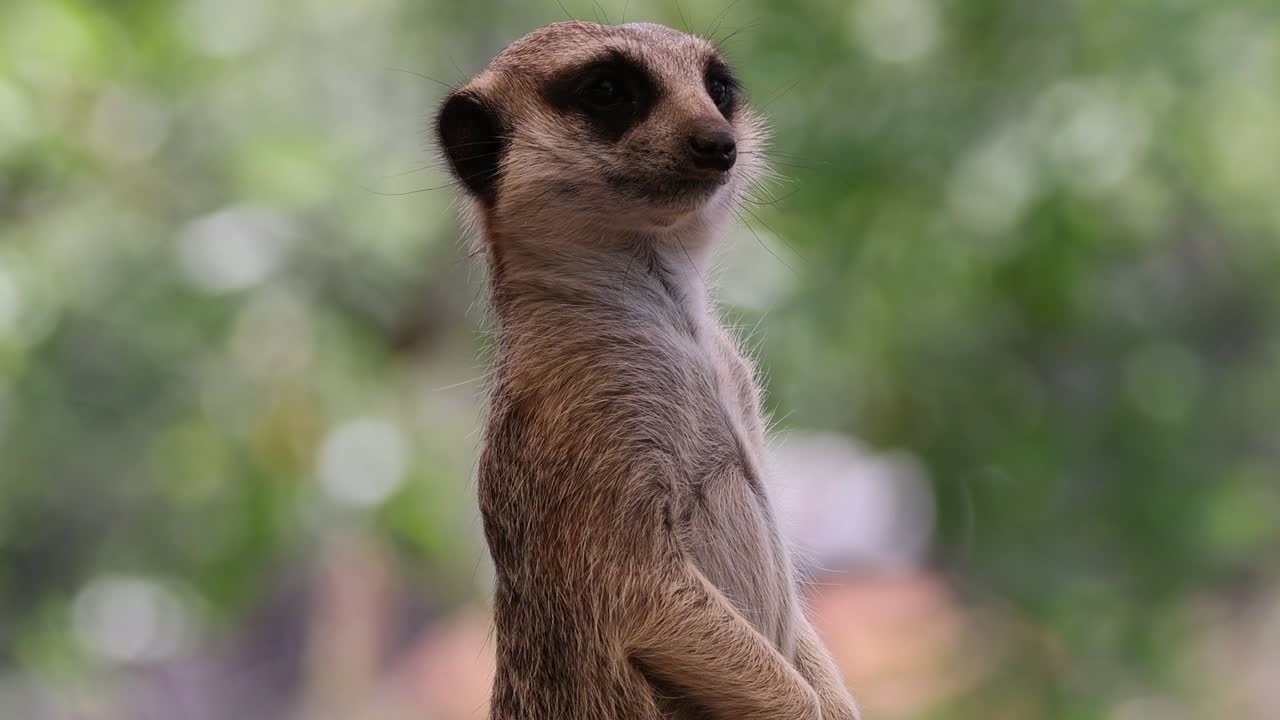 Suricato in piedi attento tra il fogliame verde