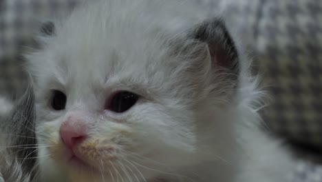 super cute adorable ragdoll cat kitten