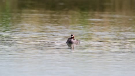 Toma-Estática-De-Un-Pequeño-Grebe-Que-Revela-Su-Hermoso-Collar-De-Cuello-Rojo-Con-Dabchick-O-Pollito-En-La-Espalda-En-Lat-Krabang-Tailandia,-Tachybaptus-Ruficollis