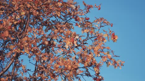 A close-up of the rowan tree with bright leaves and berries