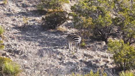 adult zebra grazing on dry savannah grass plains