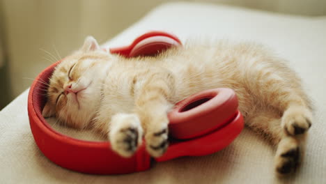 Portrait-of-a-red-happy-kitten-fell-asleep-while-listening-to-music