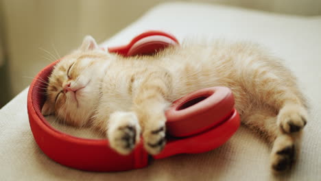 portrait of a red happy kitten fell asleep while listening to music