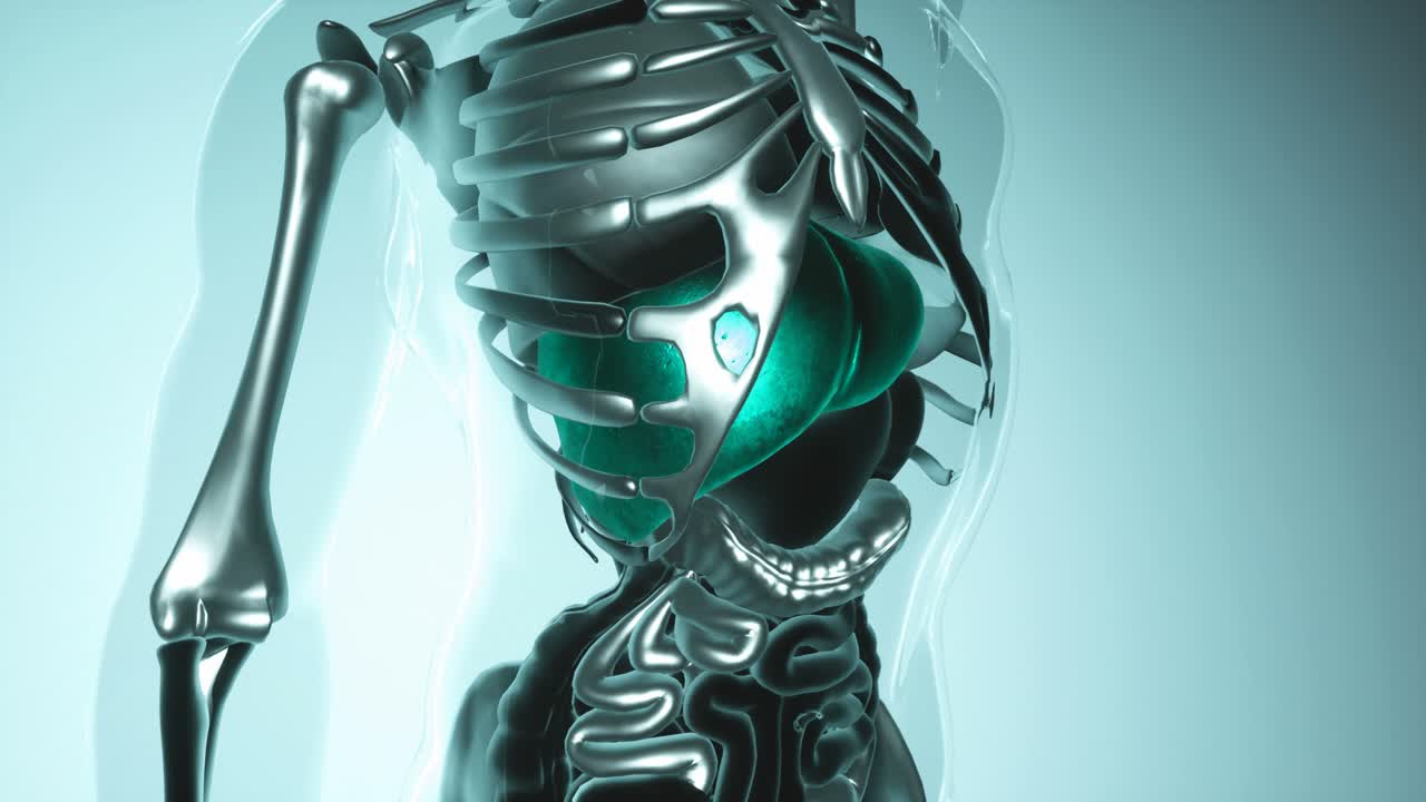 modelo de hígado humano con todos los órganos y huesos