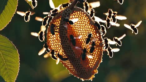 bees on honeycomb