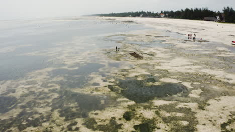 African-villagers-foraging-coastal-seafloor-with-seaweed-at-low-tide