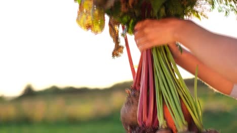 autumn harvest organic beets and large carrots farmers hand holding fresh vegetables in the autumn garden outdoors