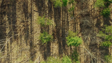 largas sombras delgadas de los árboles en el bosque