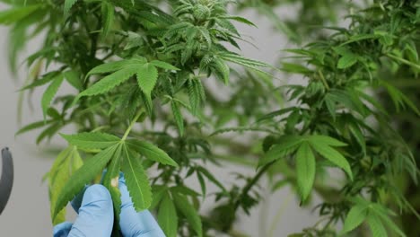 la floración del cannabis, el cultivo orgánico de cannabis para uso médico en el campo de la marihuana.