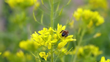 Una-Abeja-Recoge-Polen-De-Un-Racimo-De-Flores-Amarillas-En-Cámara-Lenta-De-Ensueño