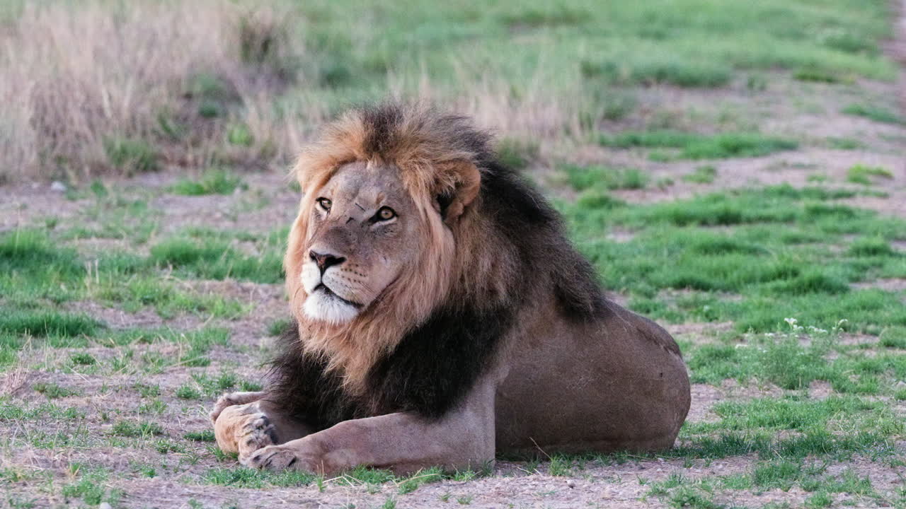 Male Lion Resting In The Grass Field - Close Up