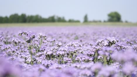 Lila-Blütenphacelia,-Skorpionkraut,-Heliotrop,-Nahaufnahme-Mit-Biene,-Die-Honignektar-Sammelt