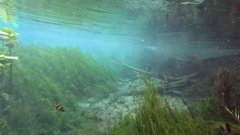 underwater view of a crystal clear spring