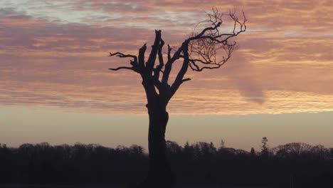 silhouette of a dead tree at sunset
