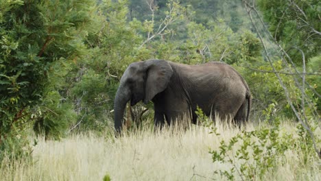 Afrikanischer-Elefant,-Der-In-Zeitlupe-Durch-Den-Busch-Und-Hinter-Einem-Baum-Geht