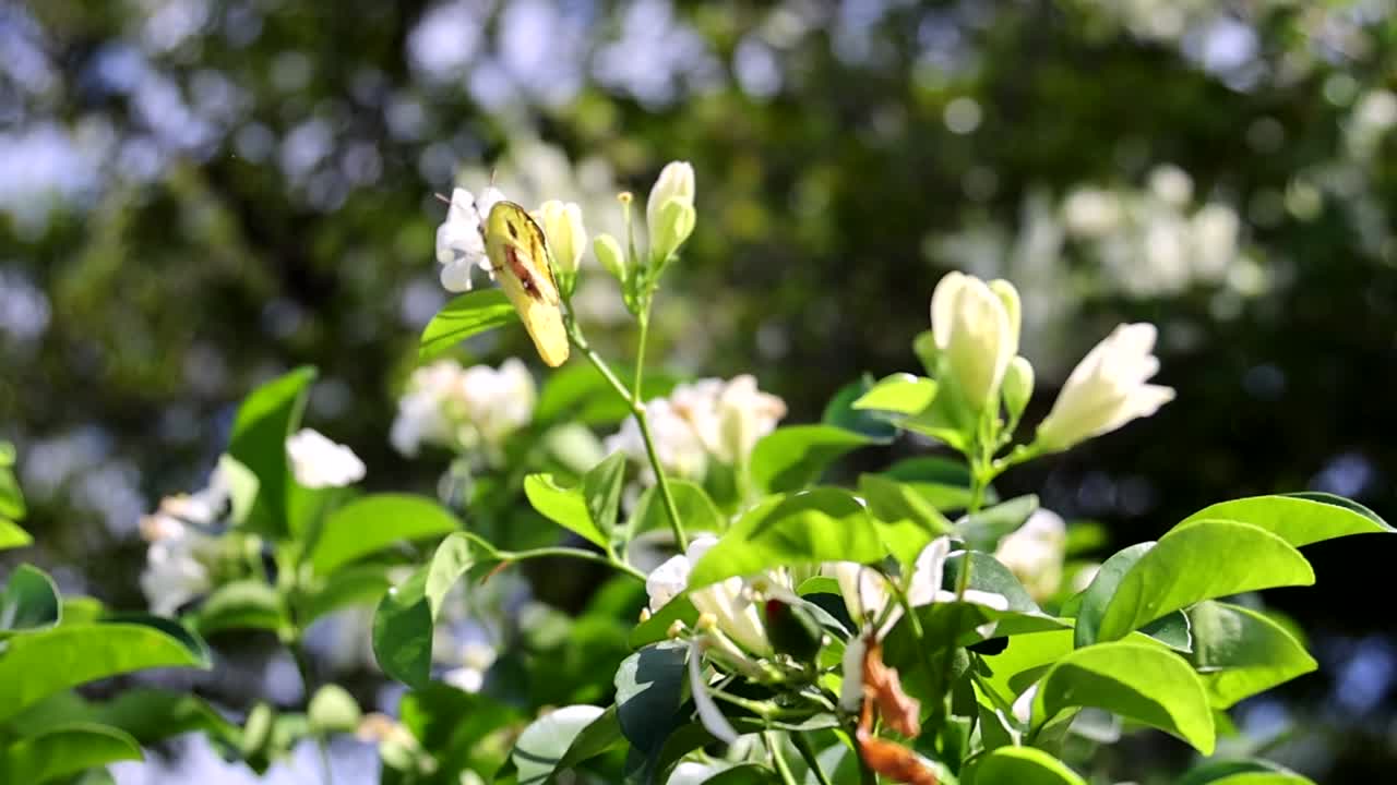 White blossoms and vibrant green leaves captured in a serene outdoor setting, highlighting natural beauty and tranquility.