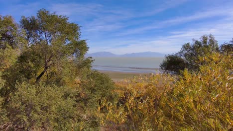 Flying-over-trees-in-autumn-to-reveal-a-vast-lake-and-mountain-range-and-a-flock-of-seagulls---aerial-view