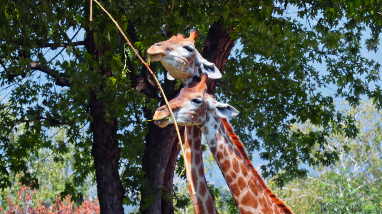 Close Up Shot of Pack Giraffes Eating Neck to Neck Branch of Tree