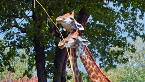 primer plano de pack jirafas comiendo cuello a cuello rama de árbol