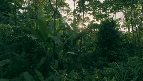 toma aérea de 4k de la vista del amanecer en la selva amazónica