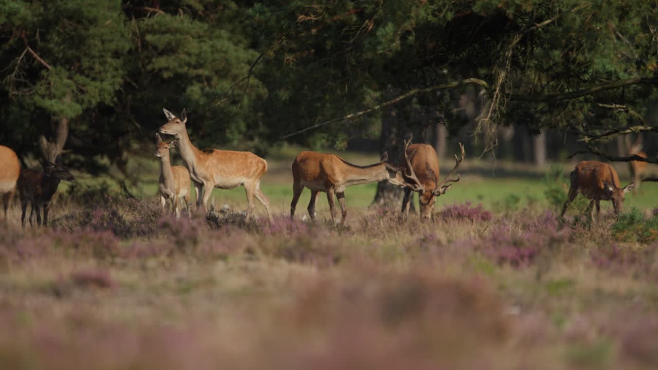 ciervo rojo entre el harén de ciervos en el claro de hoge veluwe, vida silvestre holandesa