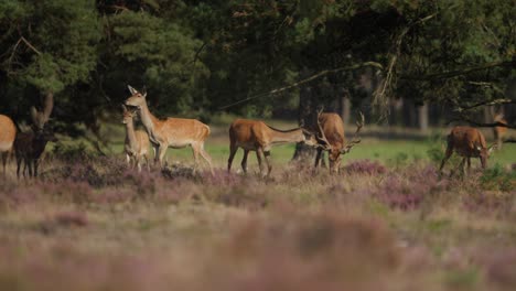 Red-deer-stag-among-harem-of-hinds-in-Hoge-Veluwe-glade,-Dutch-wildlife