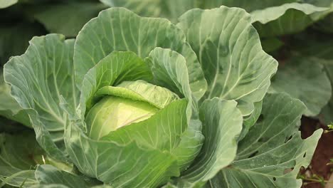 close up footage of cabbage crops blooming in the farm