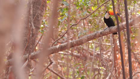 Toco-toucan-in-Pantanal-during-wildfires,-dead-vegetation