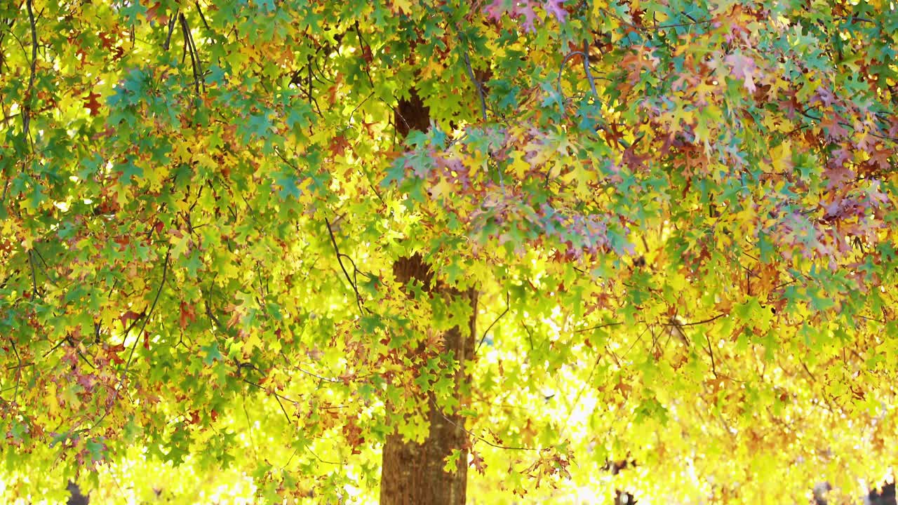 семья из нескольких поколений стоит в парке.