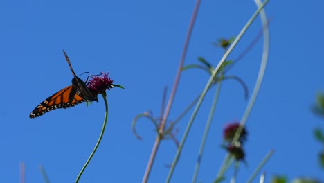 Monarch-Butterfly-drinking-nectar-from-a-colorful-flower-in-a-garden-and-then-flying-away