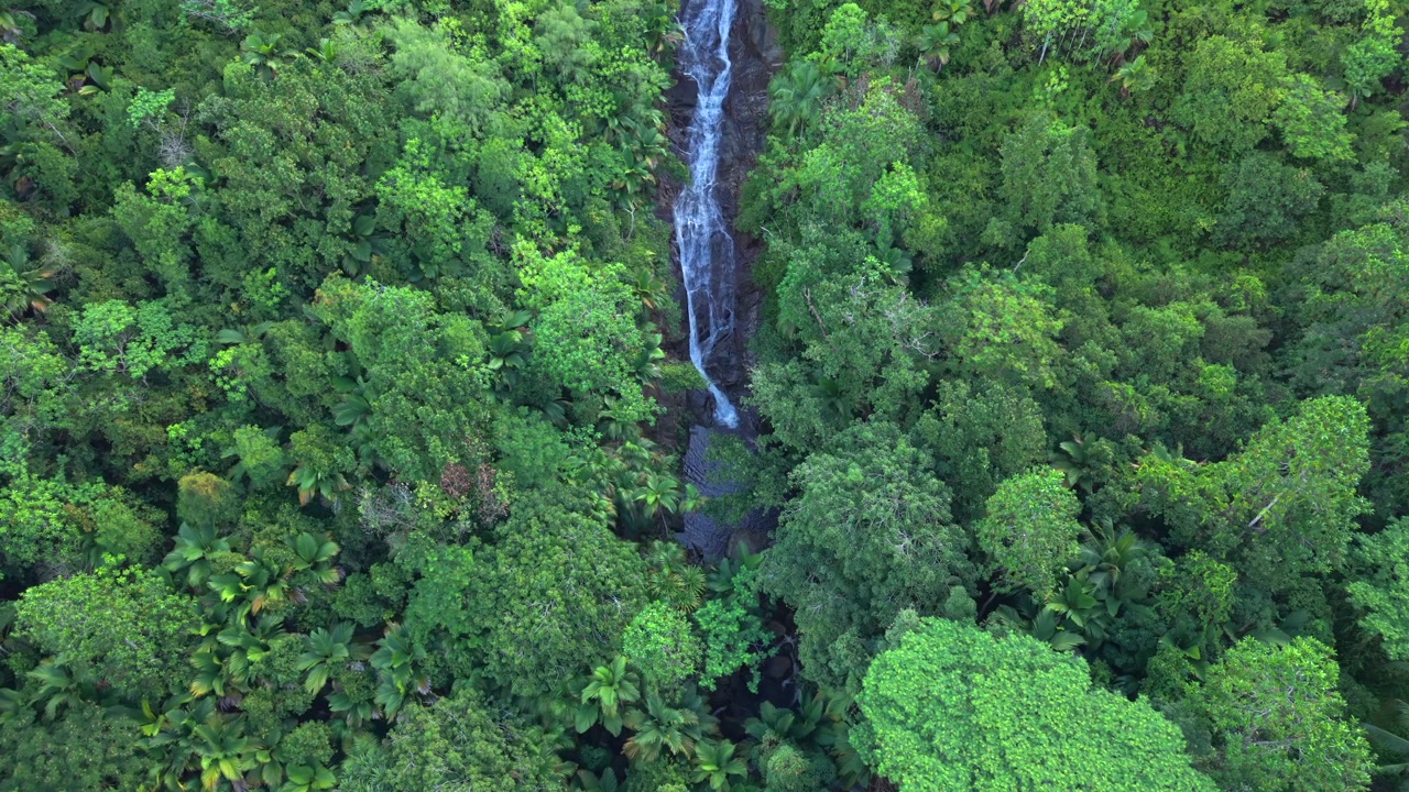 High-angle drone footage of Sauzier Waterfall in Port Glaud, Mahe, Seychelles. A hidden tropical cascade nestled within a lush, vibrant green jungle canopy and dense palm trees. 30fps 002