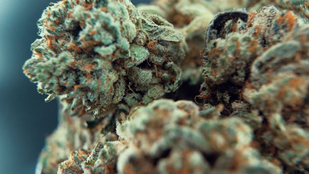 A macro close up stunning shot of a cannabis plant, marijuana flower, hybrid strains, Indica and sativa, on a 360 rotating stand in a shiny bowl, 120 fps slow motion Full HD, studio lighting