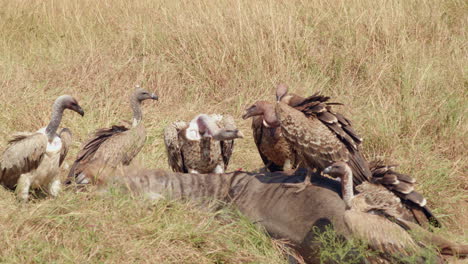 scavenging vultures gorge themselves on a fresh kill of wildebeest, in the grasslands of eastern africa