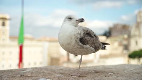 White-yawning-bird-with-one-leg-in-old-town-scenery