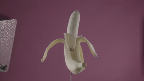 banana girando con bucle en la pantalla de fucsia para la llave de croma