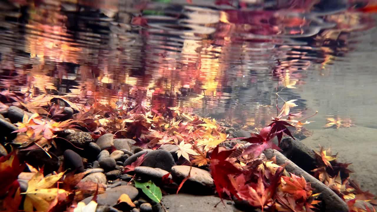 맑은 강물에 휩쓸린 단풍잎