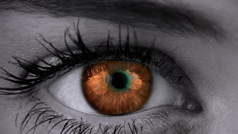 primer plano del ojo marrón de la hembra contra un fondo gris