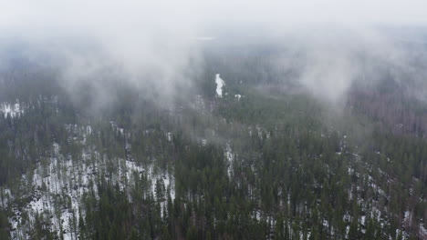 aerial drone view of foggy and snowy boreal taiga forest