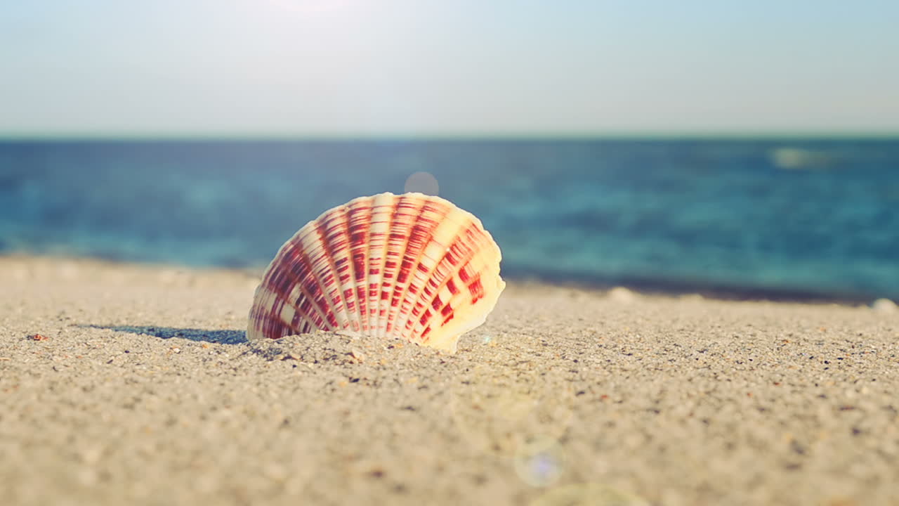 Shells on the beach. Shooting on the beach