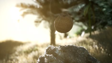 extreme slow motion falling coconut in jungle