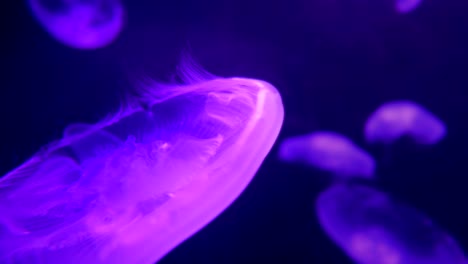 jellyfish underwater footage. glowing medusas  in dark water.