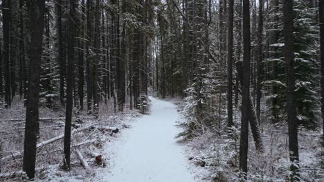pine forest road with snow low