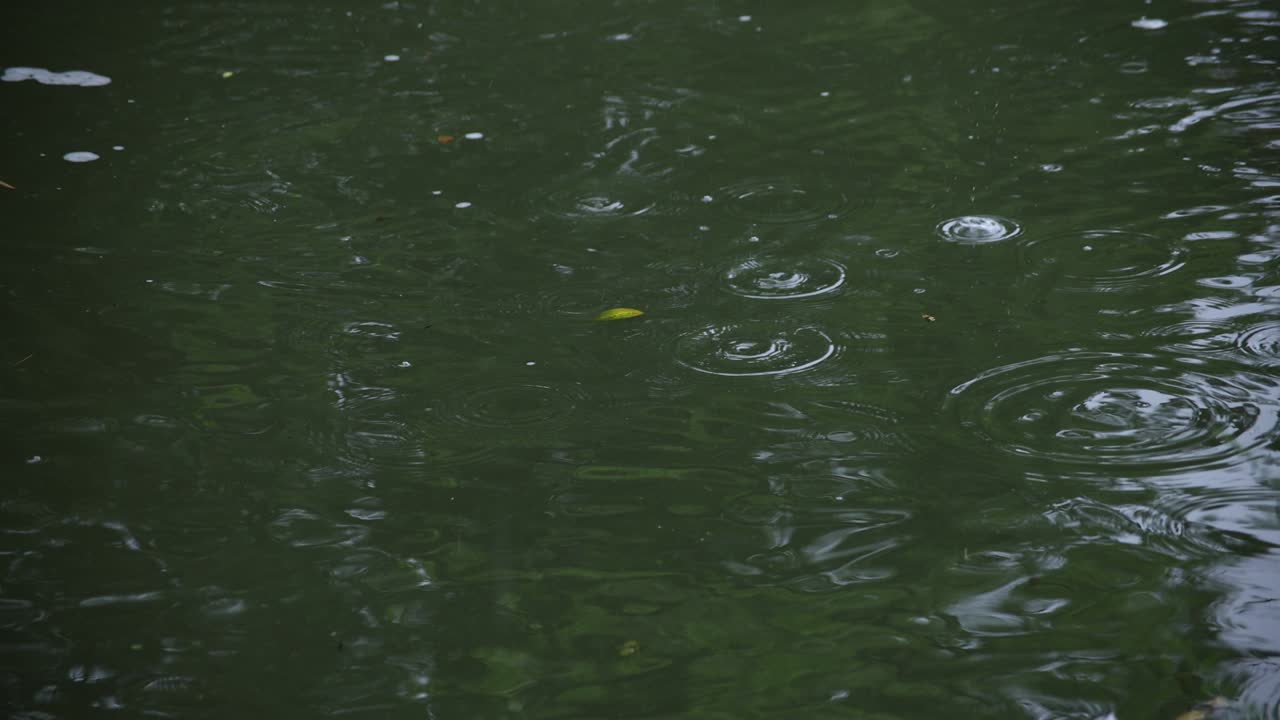 A slow motion of rain drop in the water the pond rainy day