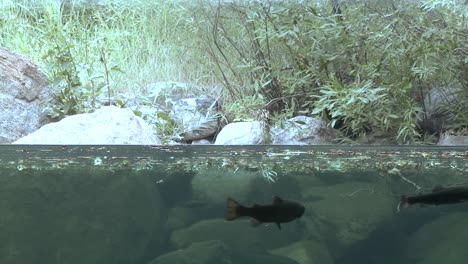 water split level shot of rainbow trout in stream 1