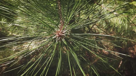 a branch of pine with long green needles swaying in the wind