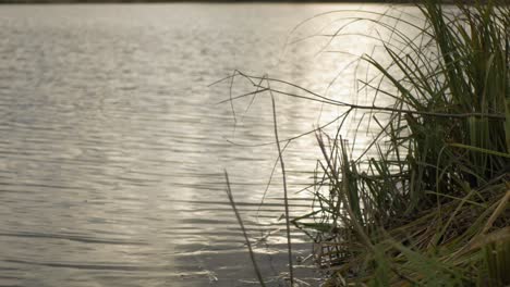 peacefully water and grass water in river flowing one direction sun shining